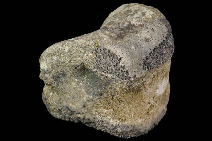 Ceratopsian Dinosaur Toe Bone - Alberta (Disposition #-) #97049